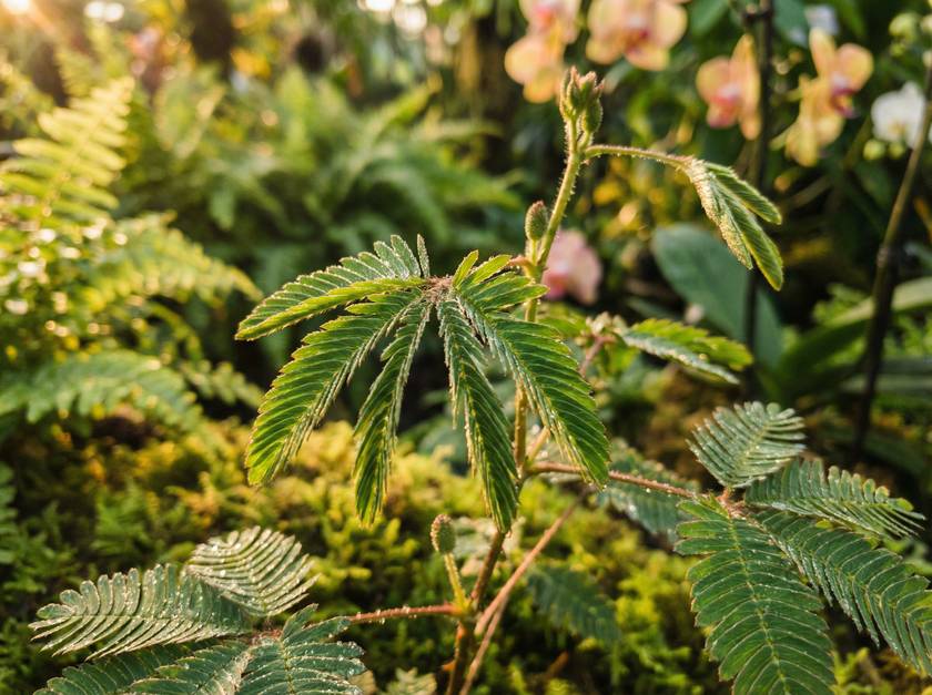 福利姬含羞草视频